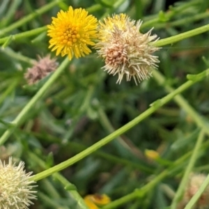 Calotis lappulacea at Watson, ACT - 12 Feb 2022