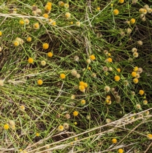 Calotis lappulacea at Watson, ACT - 12 Feb 2022