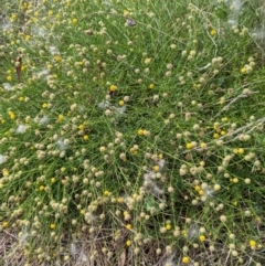 Calotis lappulacea at Watson, ACT - 12 Feb 2022