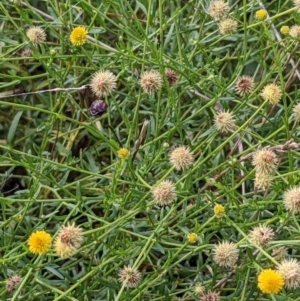 Calotis lappulacea at Watson, ACT - 12 Feb 2022