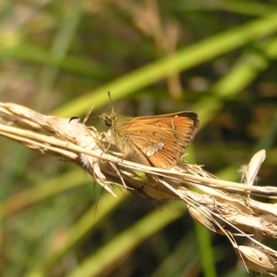 Dispar compacta (Barred Skipper) at Molonglo Valley, ACT - 12 Feb 2022 by MatthewFrawley