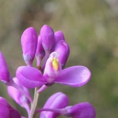 Comesperma ericinum (Heath Milkwort) at Yass River, NSW - 12 Feb 2022 by SenexRugosus