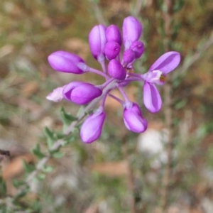 Comesperma ericinum at Yass River, NSW - 12 Feb 2022