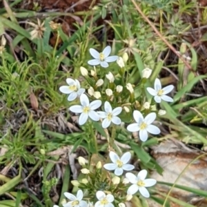 Centaurium erythraea at Watson, ACT - 12 Feb 2022 04:34 PM