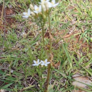 Centaurium erythraea at Watson, ACT - 12 Feb 2022 04:34 PM