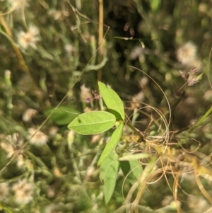 Glycine tabacina at Chifley, ACT - 12 Feb 2022