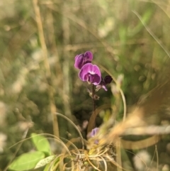 Glycine tabacina at Chifley, ACT - 12 Feb 2022