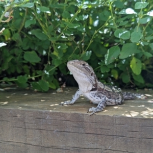 Amphibolurus muricatus at Wright, ACT - 10 Feb 2022