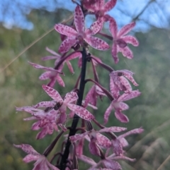 Dipodium punctatum (Blotched Hyacinth Orchid) at Pearce, ACT - 12 Feb 2022 by Rebeccajgee