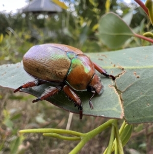 Anoplognathus hirsutus at Murrumbateman, NSW - 12 Feb 2022