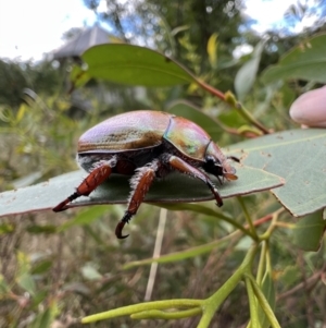 Anoplognathus hirsutus at Murrumbateman, NSW - 12 Feb 2022