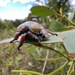 Anoplognathus hirsutus at Murrumbateman, NSW - 12 Feb 2022