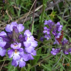 Euphrasia caudata at Cotter River, ACT - 11 Feb 2022