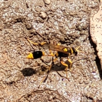 Sceliphron laetum (Common mud dauber wasp) at Weston, ACT - 12 Feb 2022 by AliceH