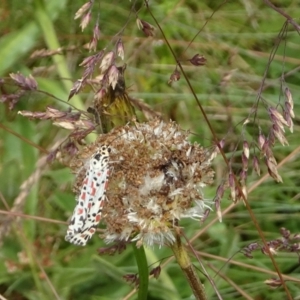 Utetheisa pulchelloides at Cotter River, ACT - 11 Feb 2022