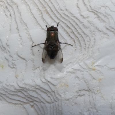 Stomorhina discolor (Snout fly) at McKellar, ACT - 12 Feb 2022 by Birdy