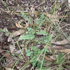 Indigofera adesmiifolia (Tick Indigo) at Fowles St. Woodland, Weston - 12 Feb 2022 by AliceH