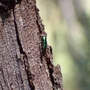 Melobasis sp. (genus) at Murrumbateman, NSW - 12 Feb 2022