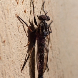 Cerdistus sp. (genus) at Murrumbateman, NSW - 12 Feb 2022 04:34 PM