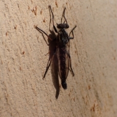 Cerdistus sp. (genus) at Murrumbateman, NSW - 12 Feb 2022