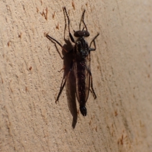 Cerdistus sp. (genus) at Murrumbateman, NSW - 12 Feb 2022 04:34 PM