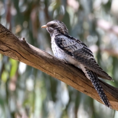 Cacomantis pallidus (Pallid Cuckoo) at Glenroy, NSW - 12 Feb 2022 by jb2602