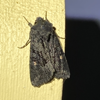 Neumichtis nigerrima (Black Turnip Moth) at Numeralla, NSW - 12 Feb 2022 by Steve_Bok