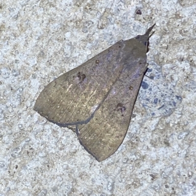 Rhapsa suscitatalis (Wedged Rhapsa) at Numeralla, NSW - 12 Feb 2022 by SteveBorkowskis