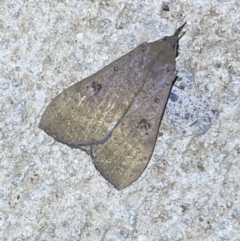 Rhapsa suscitatalis at Numeralla, NSW - 12 Feb 2022