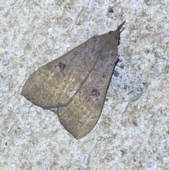 Rhapsa suscitatalis at Numeralla, NSW - 12 Feb 2022