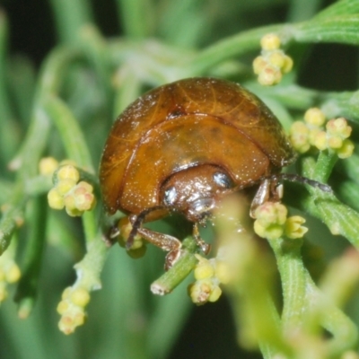 Paropsisterna cloelia (Eucalyptus variegated beetle) at Cotter River, ACT - 8 Feb 2022 by Harrisi