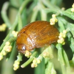 Paropsisterna cloelia at Cotter River, ACT - 8 Feb 2022 04:49 PM