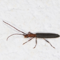 Syllitus rectus (Longhorn beetle) at Melba, ACT - 21 Dec 2021 by kasiaaus