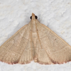 Ocrasa albidalis at Melba, ACT - 21 Dec 2021