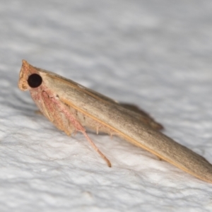 Ocrasa albidalis at Melba, ACT - 21 Dec 2021