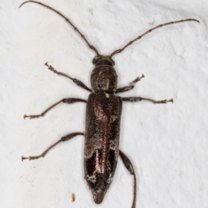 Phacodes personatus at Melba, ACT - 21 Dec 2021