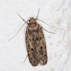 Hofmannophila pseudospretella at Melba, ACT - 21 Dec 2021