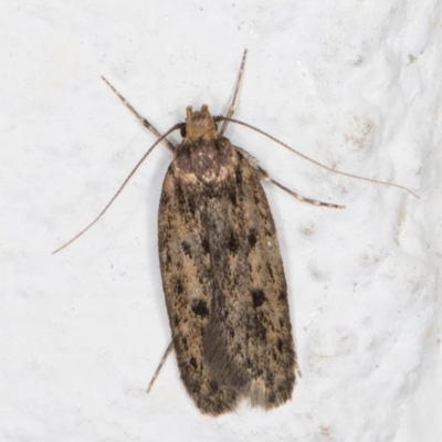 Hofmannophila pseudospretella (Brown House Moth) at Melba, ACT - 21 Dec 2021 by kasiaaus