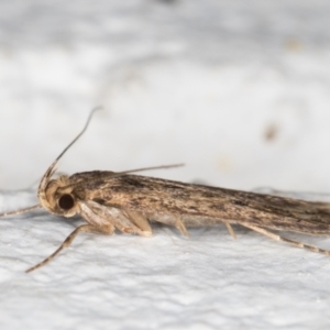 Hofmannophila pseudospretella at Melba, ACT - 21 Dec 2021 10:05 PM