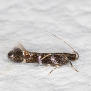 Stagmatophora argyrostrepta at Melba, ACT - 21 Dec 2021