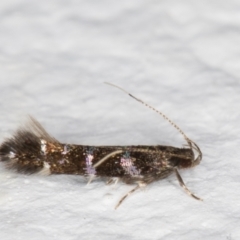 Stagmatophora argyrostrepta at Melba, ACT - 21 Dec 2021 10:08 PM