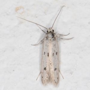 Oecophoridae provisional species 2 at Melba, ACT - 21 Dec 2021