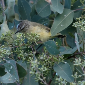 Acanthiza chrysorrhoa at Lyneham, ACT - 12 Feb 2022