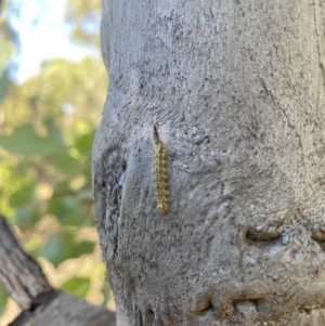 Uraba lugens at O'Connor, ACT - 12 Feb 2022