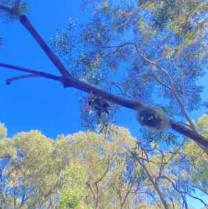 Austracantha minax at O'Connor, ACT - 12 Feb 2022