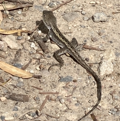 Amphibolurus muricatus (Jacky Lizard) at Vincentia, NSW - 12 Feb 2022 by AnneG1