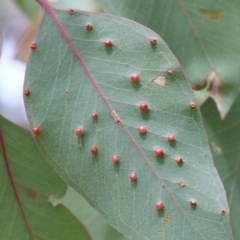 Eucalyptus insect gall at O'Connor, ACT - 12 Feb 2022 by ConBoekel