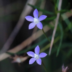 Wahlenbergia sp. at O'Connor, ACT - 12 Feb 2022