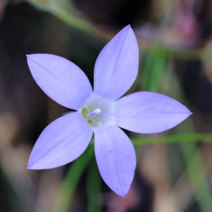 Wahlenbergia capillaris at O'Connor, ACT - 12 Feb 2022 03:25 PM