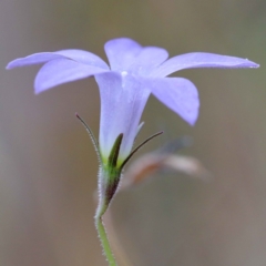 Wahlenbergia capillaris at O'Connor, ACT - 12 Feb 2022